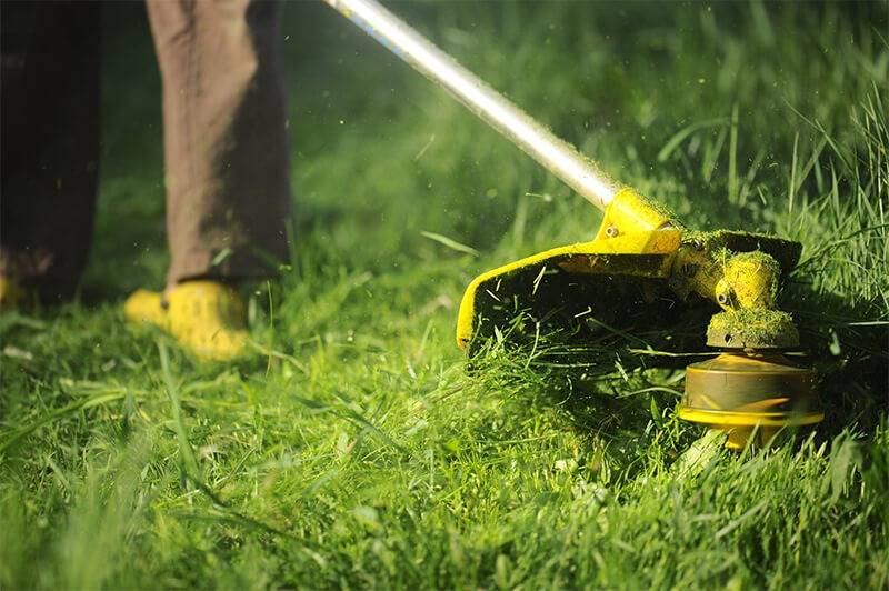 tráva kosená krovinorezom za večerného slnka