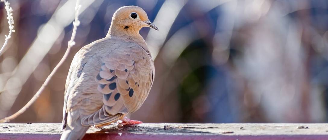plašenie vtáka na balkóne, terase či v záhrade