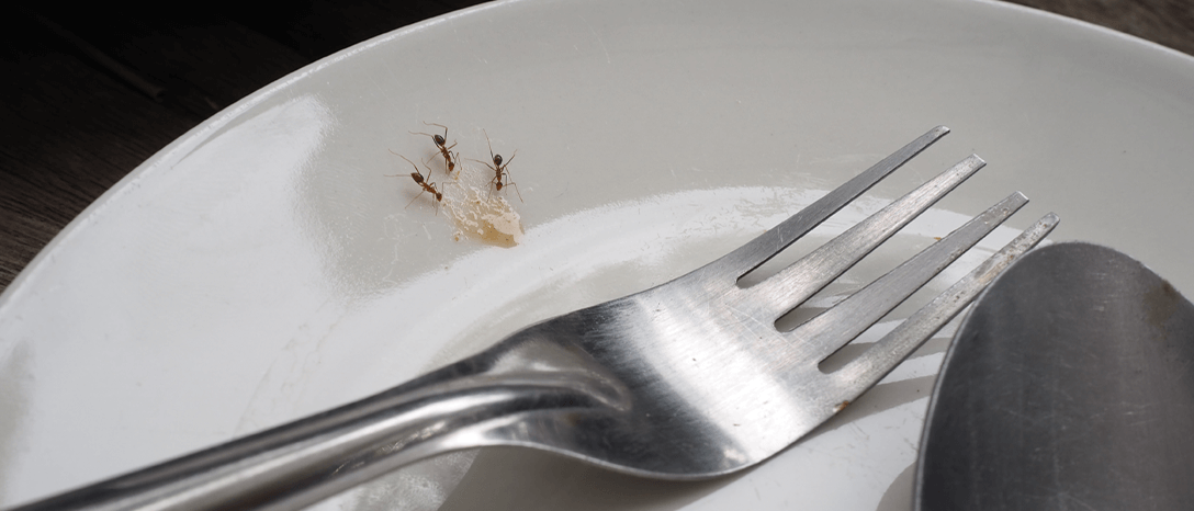 mravce v byte na tanieri
