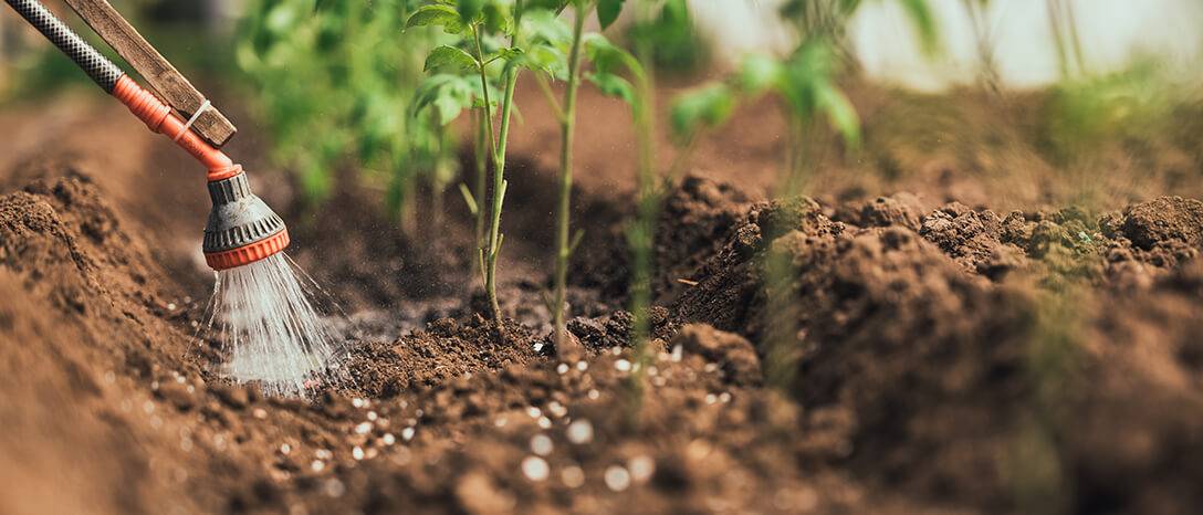 polievanie paradajok konvou