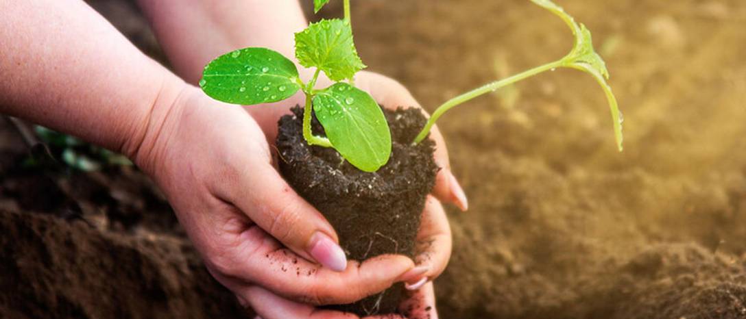 sadenie jahôd na jar v apríli