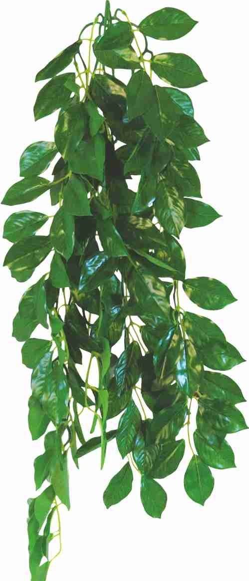 Happet FICUS 50cm - terárijná rastlina